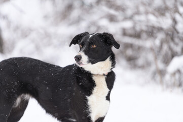 Rescued black and white  dog  on the obedience training during  regular free walk on heavy snow on the snowy and frozen path through a wood