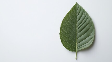 Leaf's Dual Shade: A close-up shot showcases a single leaf with a split design, where one half is a deep green and the other is a lighter shade of green.