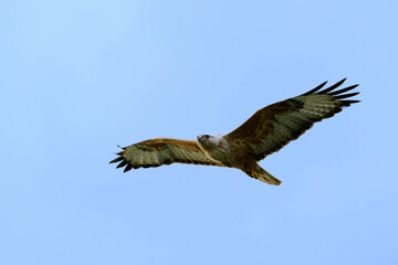 Long-legged Buzzard Buteo rufinus flying in the sky