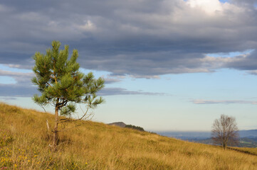 Dos árboles en una colina