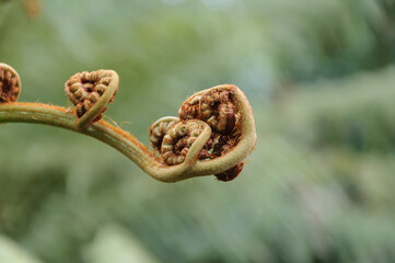Primer plano de brote de helecho