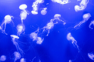 Group of sea nettle jellyfish swimming at the aquarium © Chris DoAl