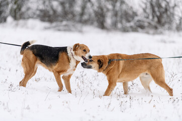 Two rescued dogs  on the obedience training during  regular free walk on heavy snow on the snowy and frozen path through a wood
