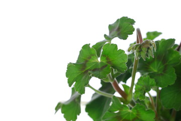 Zonal or garden geranium green leaves with bud, Pelargonium × hortorum, isolated on white background