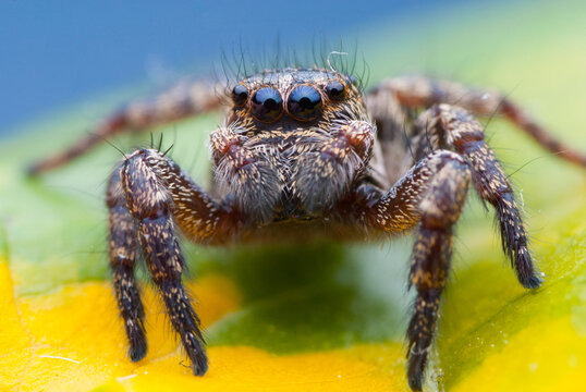 jumping spider portrait