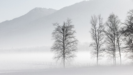 Bäume im Nebel