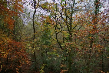 Vibrant Autumn Forest with Colorful Foliage