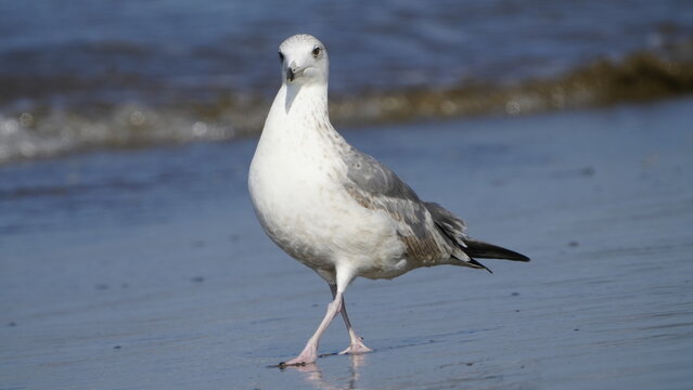 1. キアシセグロカモメの基本情報

    学名: Larus michahellis
    英名: Yellow-legged Gull
    分類: チドリ目カモメ科
    体長: 約55～67センチメートル
    翼開長: 約120～150センチメートル
    体重: 約750～1250グラム
