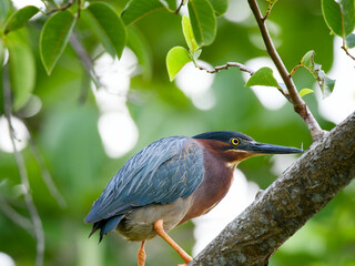 Green Heron