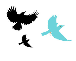 eagle vector illustration. A birds set features various detailed vector. illustrations of birds in different poses, including flying, perching, and soaring, perfect for logos.