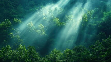 Obraz premium No People in California's San Bernardino National Forest with Sunlight Streaming Through Trees