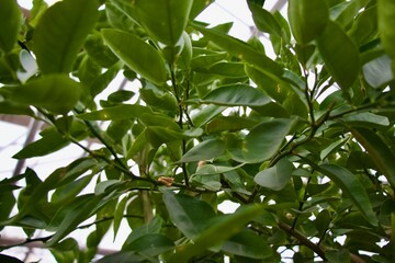 Citrus tree leaves foliage green 