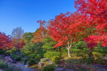 青空バックに見る真っ赤に色づいたモミジの紅葉情景