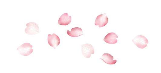Flying pink sakura petals falling isolated on white background. Rose flower petals overlay. Realistic vector illustration. Valentine, love, spring. Wedding floral cherry blossom background banner