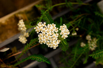Bunch of white flowers