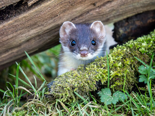 Close-up of a Partial Ermine Stoat Head