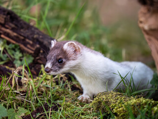 Close-up of a Partial Ermine Stoat Head