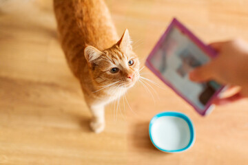 Owner holding bag of wet food with ginger cat looking at it, hungry cat wait for meal, above view...