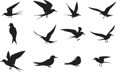 Arctic Tern Silhouettes © Rizwan Ahmad