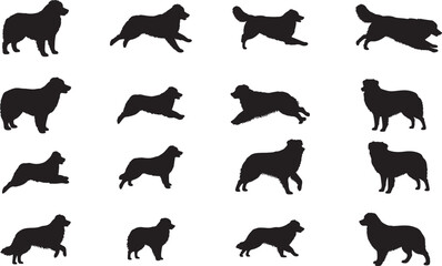 Australian Shepherd Silhouette on White Background