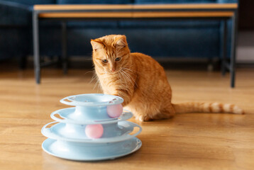 Red cute cat playing with balls in spiral colorful tower, adorable cat sitting on floor in living room