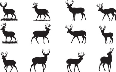 Barasingha (Swamp Deer)