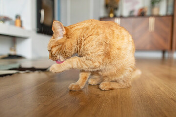 Adult red cat sitting on wooden floor at home and licking the paw, washing himself indoors