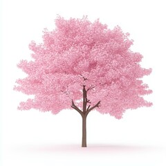 Fototapeta premium A stunning cherry tree blooms brilliantly against a white scene, showcasing its soft petals in full glory.