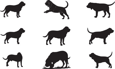 Bloodhound Silhouette on White Background