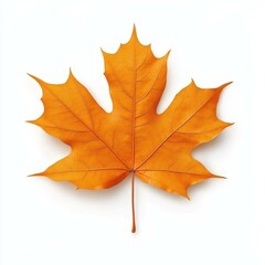Obraz premium The vibrant colors of a maple leaf pop against a crisp white background, ideal for nature enthusiasts and art lovers alike.