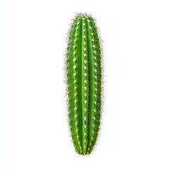 Naklejka premium This unique cactus stands out with its shape and texture, ideal for those seeking ecofriendly home decor.