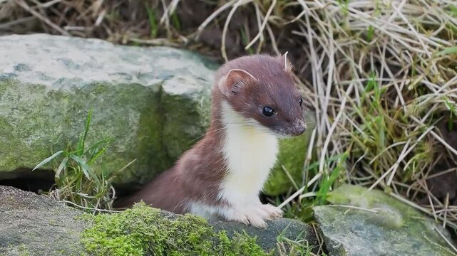 Close up of a Stoat