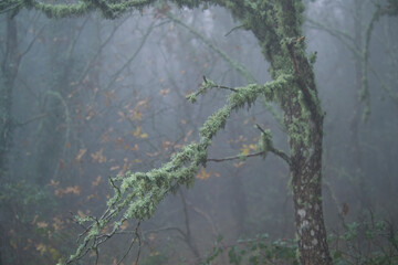 misty morning in the forest, Fog in Ortakis. Bolotana. Sardinia. Italy (Nuoro)