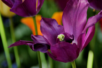 Botanischer Garten Augsburg