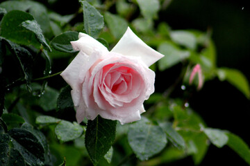 Botanischer Garten Augsburg