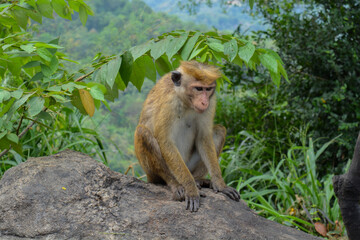 Close-up of a toque macaque monkey with a curious facial expression, sitting among green jungle plants. Shot in Sri Lanka’s mountainous region.
