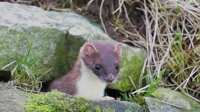 Close up of a Stoat
