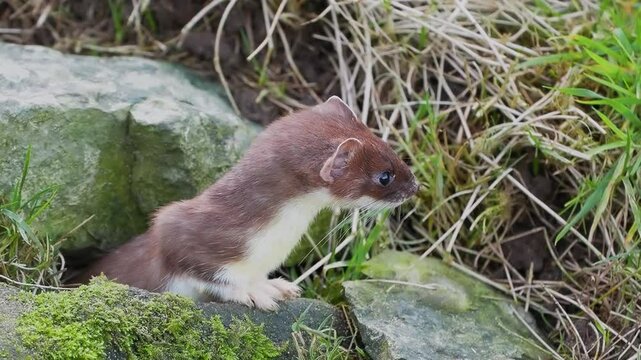 Close up of a Stoat