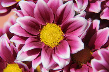 Flores de color rosa intenso floreciendo en una maceta.