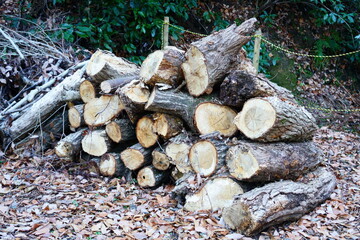 山で切ったばかりの薪