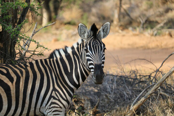 zebra in the wild