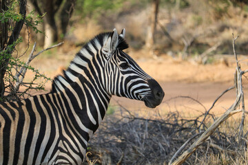 zebra in the wild