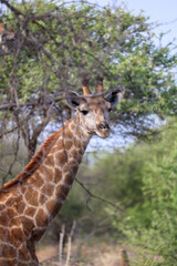 giraffe eating grass