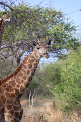 giraffe in the wild