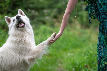 Un chien blanc de race berger blanc suisse qui donne la pâte à sa maîtresse 
