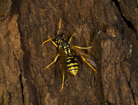 wasp, polistes dominulus, European Paper Wasp . Genus Polistes