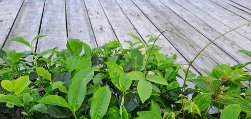 wooden background with tea leaves border	
