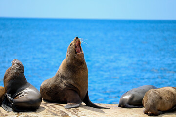 sea lion on the beach