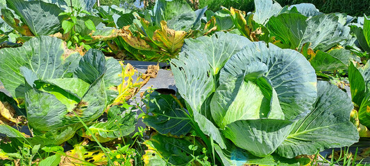 cabbage grows in the farmer field. white head cabbages	
