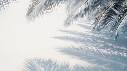 Tropical palm leaves shadow background